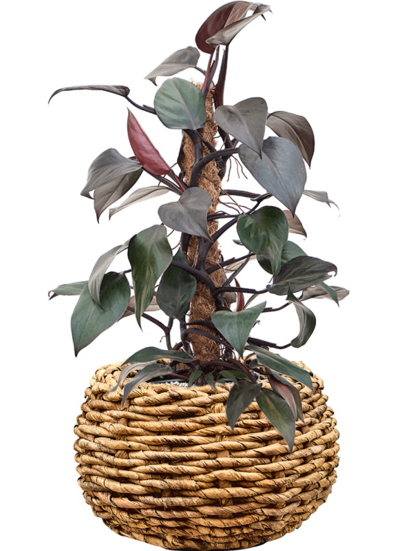 Philodendron 'New Red' en Drypot Abaca, van der Leeden