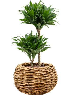 Dracaena fragrans 'Compacta' en Drypot Abaca