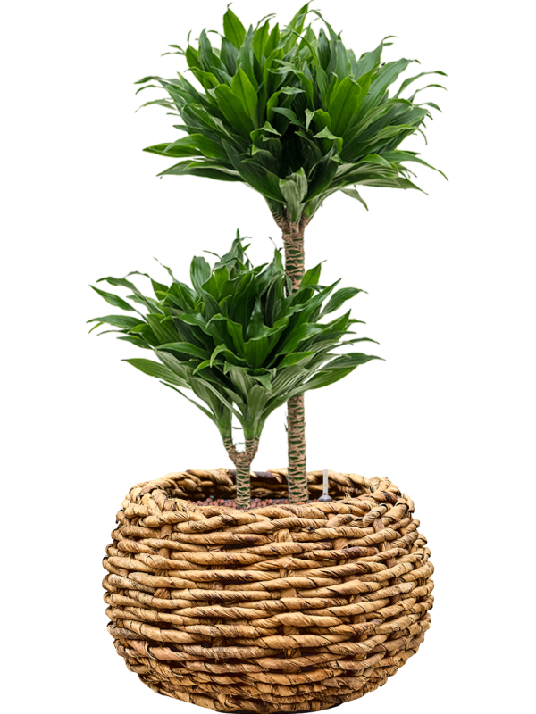 Dracaena fragrans 'Compacta' en Drypot Abaca, van der Leeden