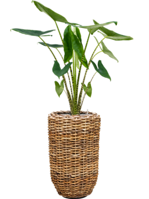 Alocasia zebrina en Drypot Abaca