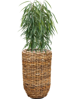 Ficus binnendijkii 'Alii' en Drypot Abaca