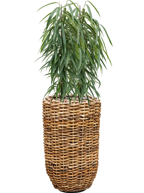Ficus binnendijkii 'Alii' en Drypot Abaca, van der Leeden