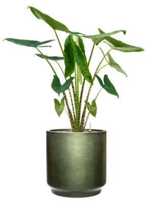Alocasia zebrina en Baq Gradient
