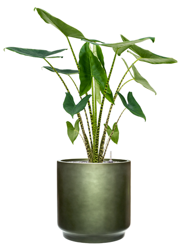 Alocasia zebrina en Baq Gradient