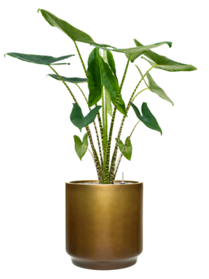 Alocasia zebrina en Baq Gradient