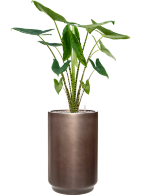 Alocasia zebrina en Baq Gradient