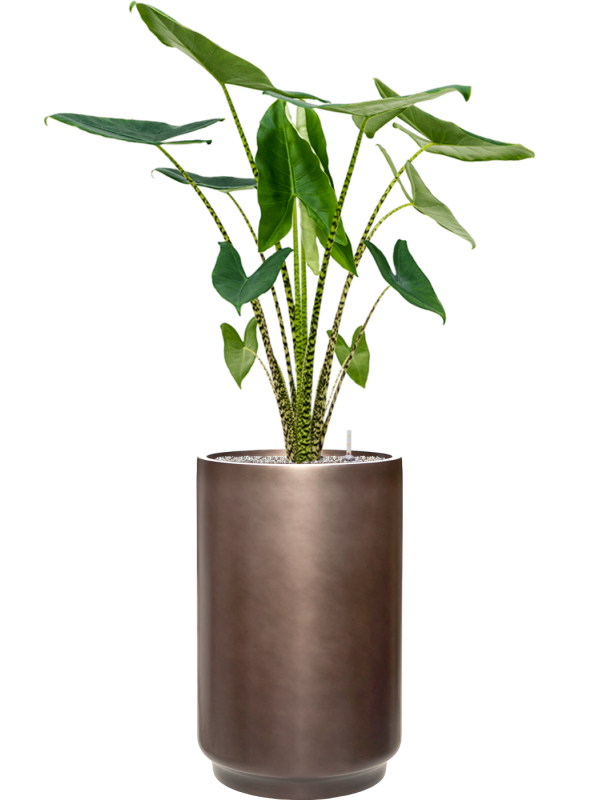 Alocasia zebrina en Baq Gradient