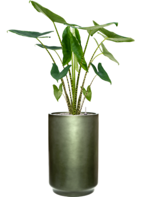 Alocasia zebrina en Baq Gradient