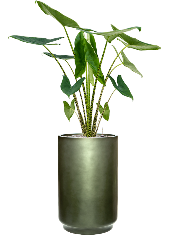 Alocasia zebrina en Baq Gradient