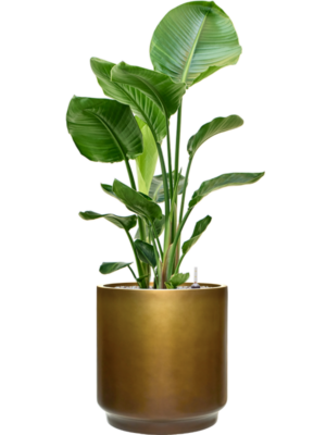 Strelitzia nicolai en Baq Gradient