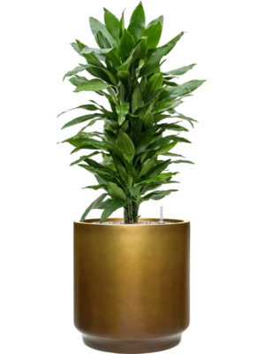 tDracaena fragrans 'Janet Lind' en Baq Gradient