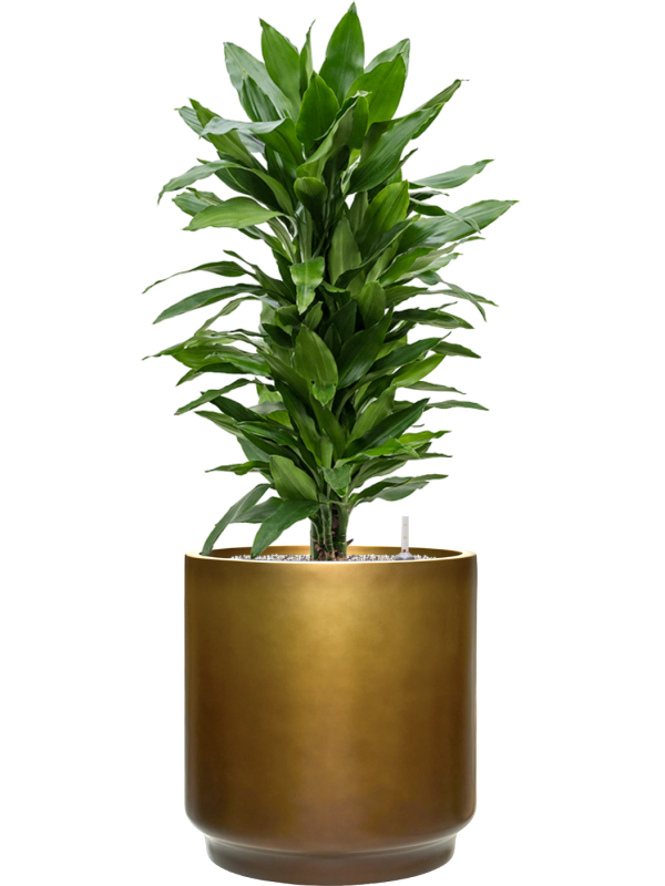 tDracaena fragrans 'Janet Lind' en Baq Gradient