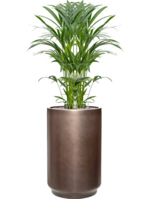 Kentia (Howea) forsteriana en Baq Gradient