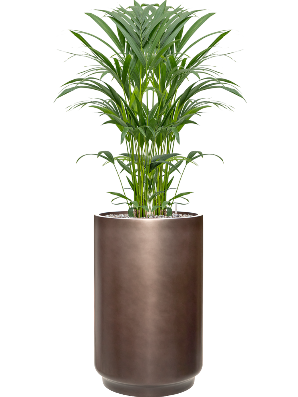 Kentia (Howea) forsteriana en Baq Gradient
