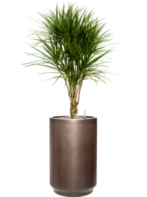Dracaena marginata en Baq Gradient