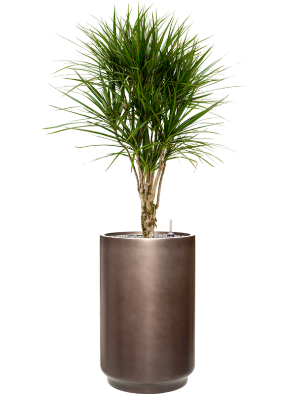 Dracaena marginata en Baq Gradient