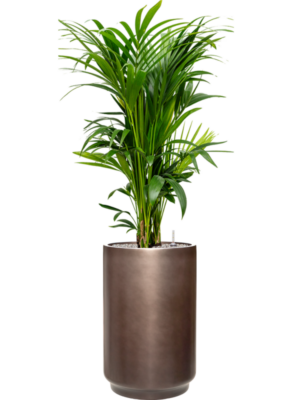 Kentia (Howea) forsteriana en Baq Gradient