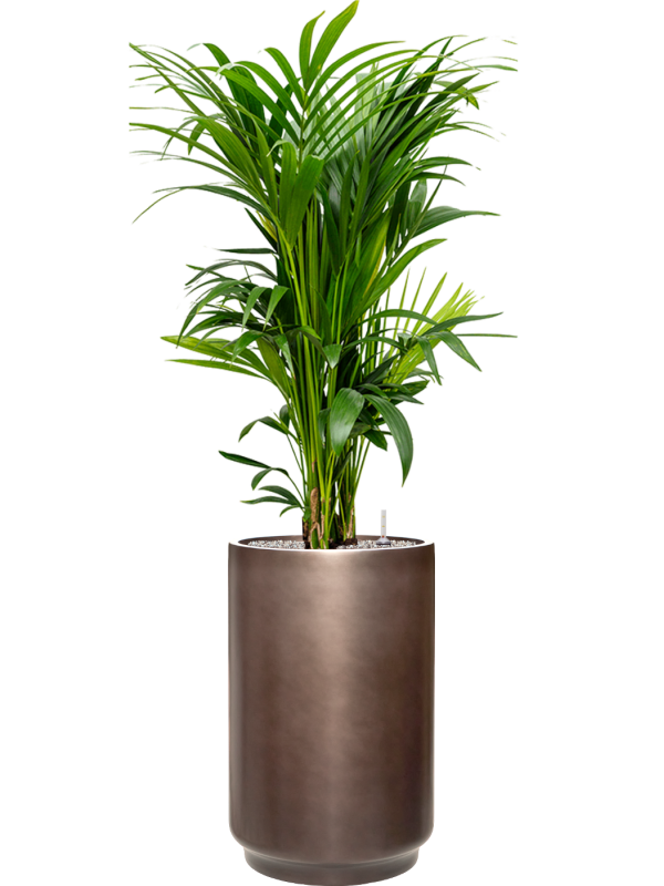 Kentia (Howea) forsteriana en Baq Gradient