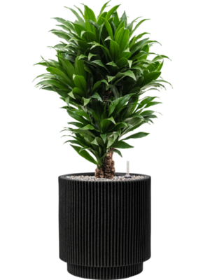 Dracaena fragrans 'Compacta' en Capi Nature Groove NL