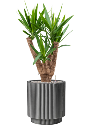 Yucca elephantipes en Capi Nature Groove NL