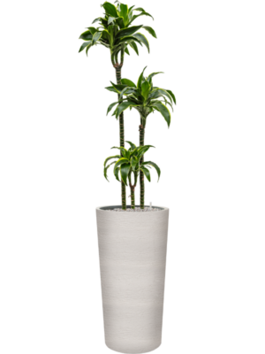 Dracaena fragrans 'Dorado' en Terreno