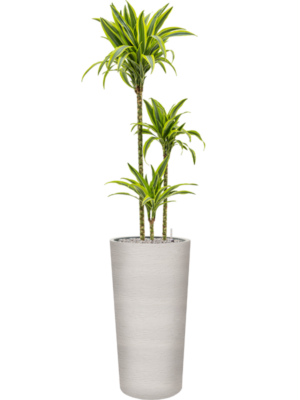 Dracaena fragrans 'Lemon Lime' en Terreno