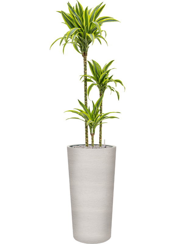 Dracaena fragrans 'Lemon Lime' en Terreno, Luca Lifestyle