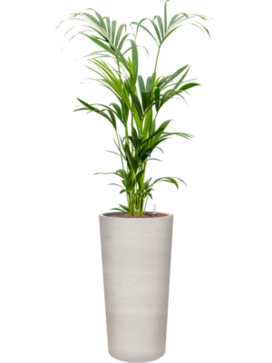 Kentia (Howea) forsteriana en Terreno