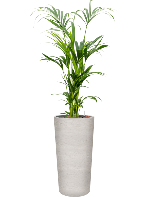 Kentia (Howea) forsteriana en Terreno, Luca Lifestyle