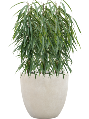 Ficus binnendijkii 'Alii' en Antwerp