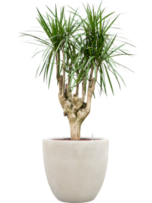 Dracaena marginata en Antwerp
