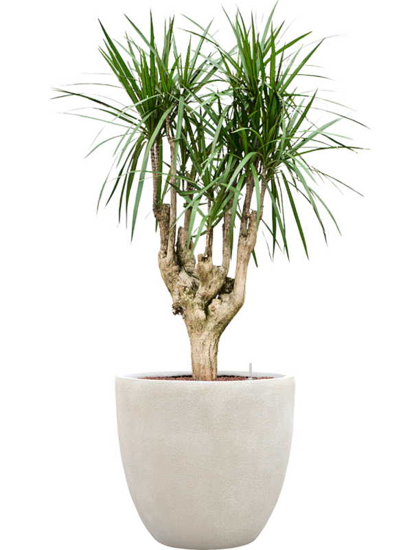Dracaena marginata en Antwerp, Private label