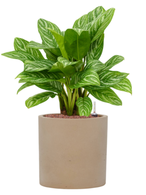 Aglaonema 'Stripes' en Rough