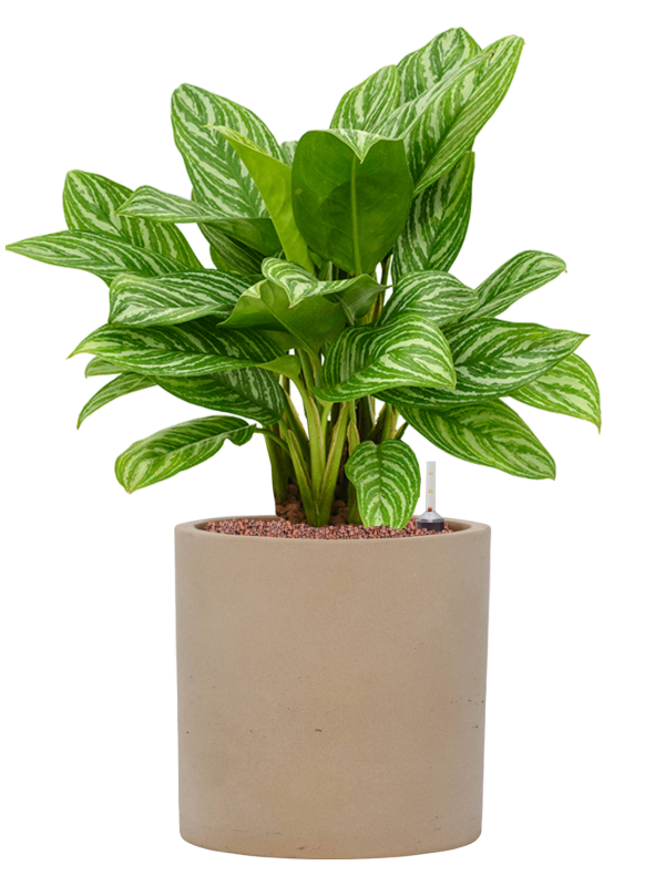 Aglaonema 'Stripes' en Rough, Pottery Pots