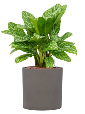 Aglaonema 'Stripes' en Rough