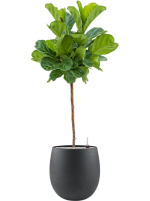 Ficus lyrata en Grigio