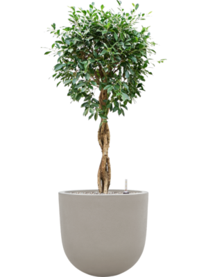 Ficus microcarpa 'Nitida' en Baq Seren