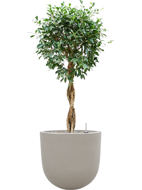 Ficus microcarpa 'Nitida' en Baq Seren