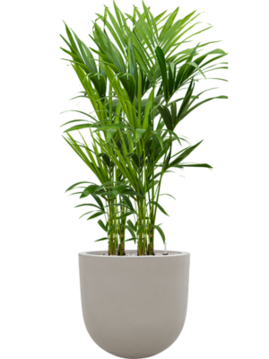 Kentia (Howea) forsteriana en Baq Seren