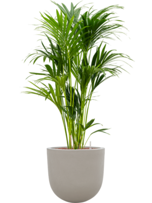 Kentia (Howea) forsteriana en Baq Seren