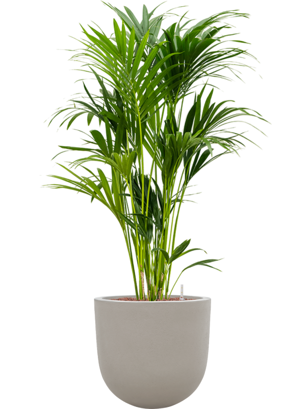 Kentia (Howea) forsteriana en Baq Seren