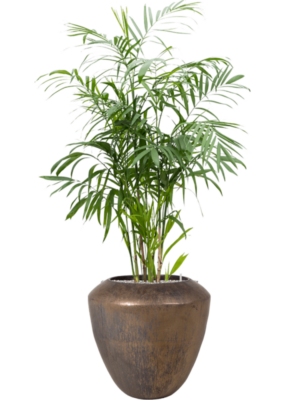 Chamaedorea seifrizii en Plain