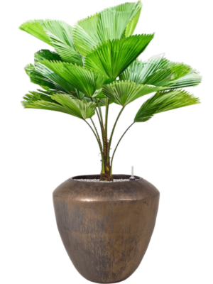 Licuala grandis en Plain