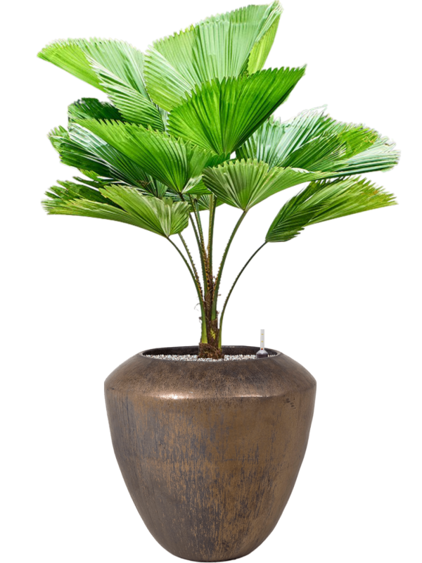 Licuala grandis en Plain, Private label