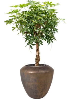 Schefflera arboricola 'Compacta' en Plain