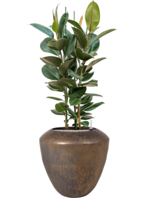Ficus elastica 'Robusta' en Plain