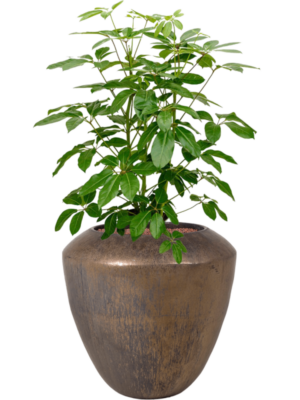 Schefflera actinophylla 'Amate' en Plain