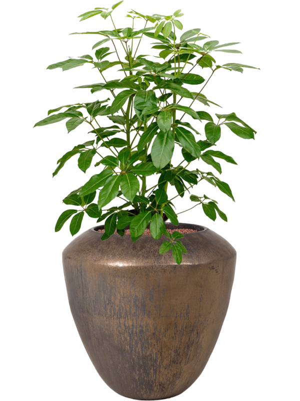 Schefflera actinophylla 'Amate' en Plain, Private label