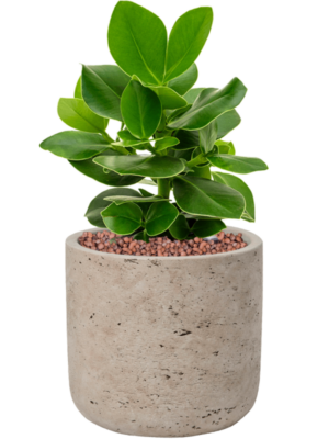 Clusia rosea 'Princess' en Rough