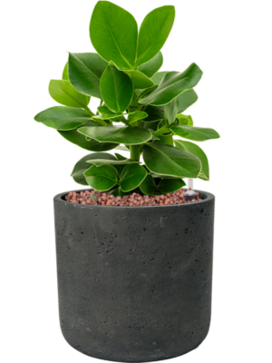 Clusia rosea 'Princess' en Rough